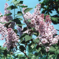 s066.jpg