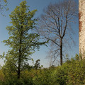 DSC_0549.jpg