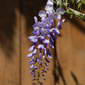 DSC_0768.JPG