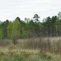 czarna04.jpg