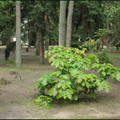 IMG_0529.jpg